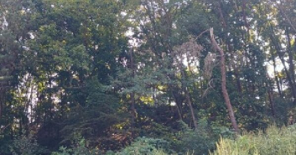 경기도 양평군 개군면 공세리 산24  임야 경매 물건 이미지