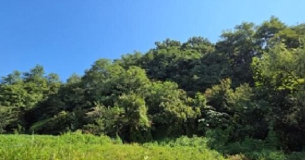 충청남도 예산군 예산읍 주교리 333-31  과수원 경매 물건 이미지