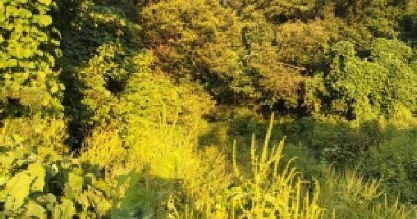 경기도 파주시 진동면 동파리 725  전 경매 물건 이미지