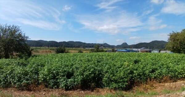 충청남도 당진시 행정동 293-2  답 경매 물건 이미지