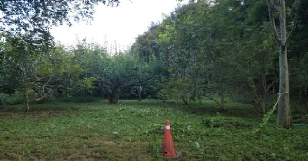 전남광주통합특별시 광양시 봉강면 신룡리 산84  임야 경매 물건 이미지
