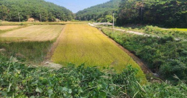 전남광주통합특별시 고흥군 두원면 학곡리 28-8  답 경매 물건 이미지