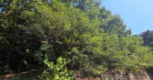 충청남도 예산군 삽교읍 신리 319-3  임야 경매 물건 이미지