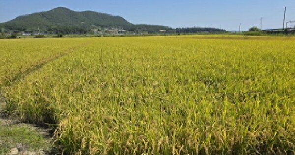 전남광주통합특별시 장흥군 관산읍 죽청리 600  답 경매 물건 이미지