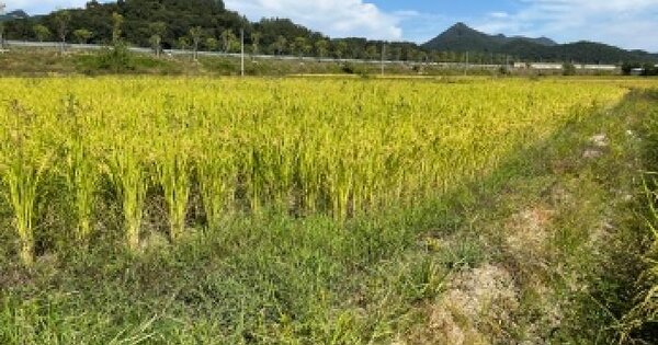 전북특별자치도 정읍시 산외면 정량리 413-3  답 경매 물건 이미지