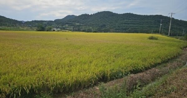 전남광주통합특별시 해남군 송지면 마봉리 148  답 경매 물건 이미지