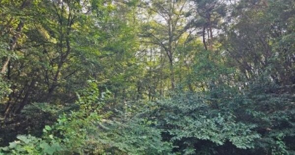 충청북도 제천시 고암동 산22  임야 경매 물건 이미지