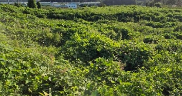 울산광역시 울주군 온양읍 망양리 345-1  전 경매 물건 이미지