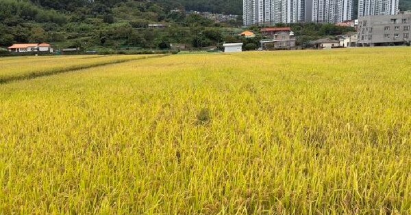 경상남도 거제시 양정동 703  답 경매 물건 이미지