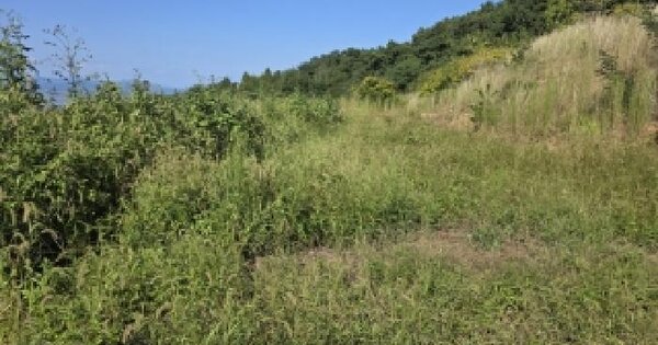 경상남도 거제시 사등면 창호리 1109-1  대지 경매 물건 이미지
