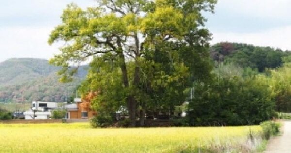 경상남도 밀양시 부북면 월산리 420-7  답 경매 물건 이미지