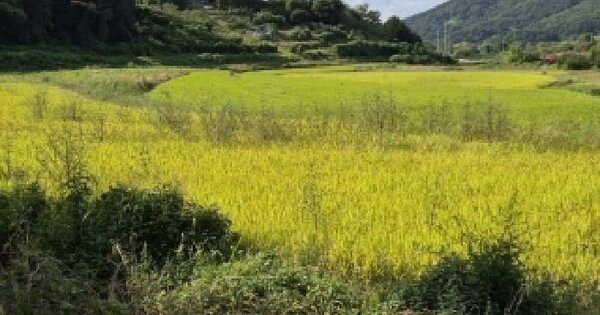 전남광주통합특별시 북구 충효동 278-1  답 경매 물건 이미지