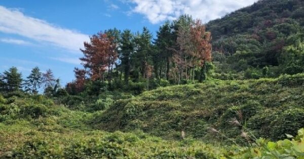 전남광주통합특별시 여수시 돌산읍 평사리 1252-7  전 경매 물건 이미지