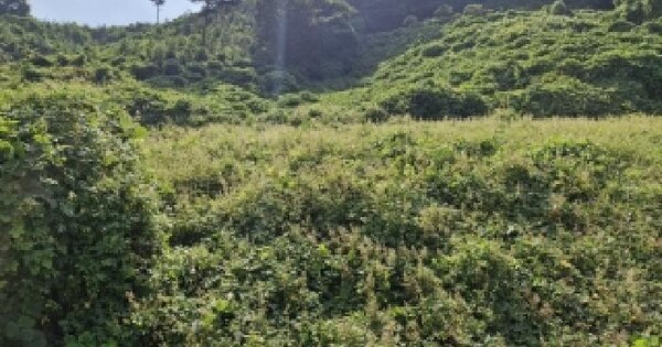 충청남도 서천군 판교면 우라리 339  전 경매 물건 이미지