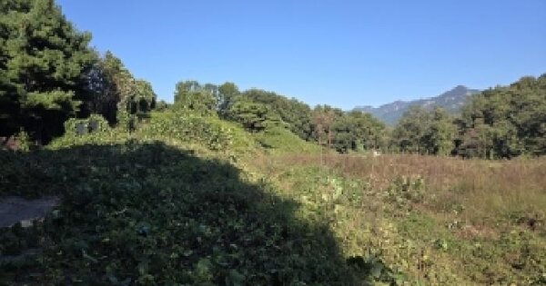 충청남도 공주시 계룡면 금대리 산24-1  임야 경매 물건 이미지