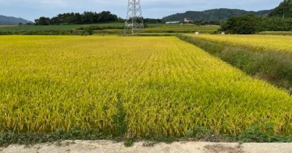 전라북도 고창군 공음면 석교리 998  답 경매 물건 이미지