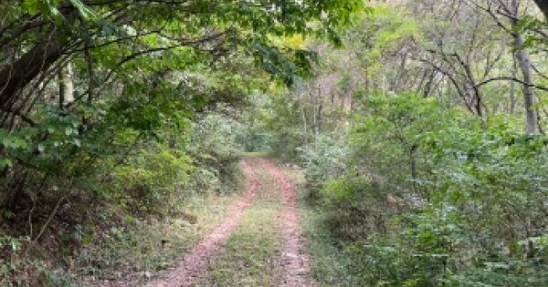 전북특별자치도 정읍시 산내면 매죽리 산244  임야 경매 물건 이미지