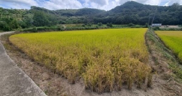 전북특별자치도 순창군 구림면 구산리 343  답 경매 물건 이미지