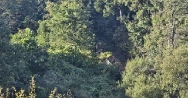 충청북도 괴산군 청안면 조천리 산20-5  임야 경매 물건 이미지