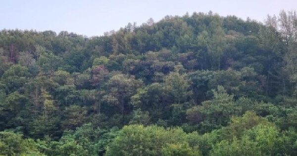 경상북도 영천시 금호읍 약남리 산10-5  임야 경매 물건 이미지
