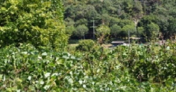 경상남도 밀양시 단장면 고례리 1440-3  임야 경매 물건 이미지