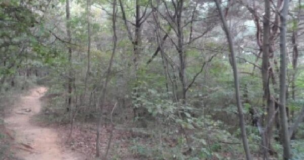 전북특별자치도 전주시 완산구 평화동2가 산86  임야 경매 물건 이미지