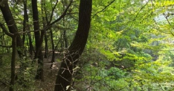 서울특별시 서초구 양재동 산40  임야 경매 물건 이미지