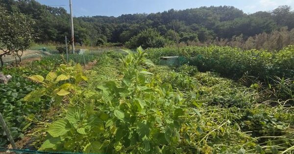 경기도 평택시 현덕면 신왕리 162-3  전 경매 물건 이미지