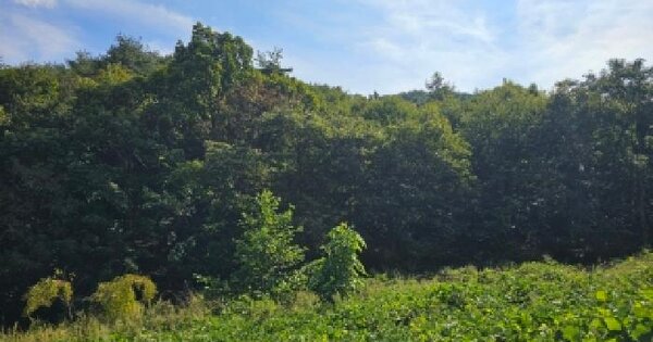 충청북도 단양군 단양읍 별곡리 산19  임야 경매 물건 이미지