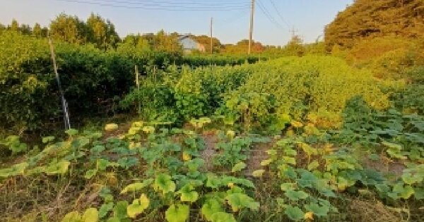 충청남도 서산시 양대동 728-11  전 경매 물건 이미지