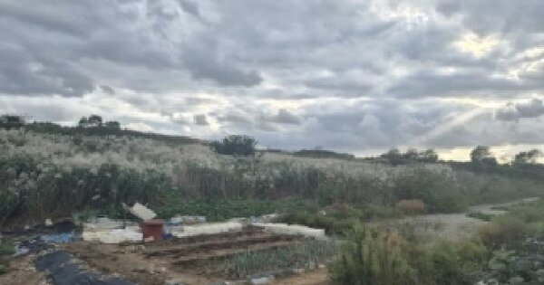 경상북도 포항시 남구 동해면 신정리 323  답 경매 물건 이미지