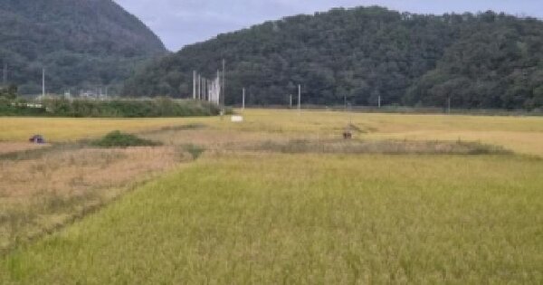 경상북도 포항시 남구 장기면 금오리 492-2  답 경매 물건 이미지