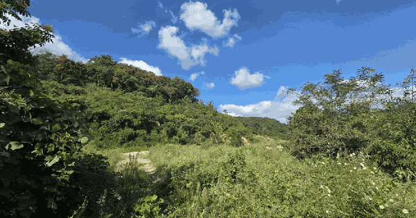 경상북도 고령군 다산면 나정리 산100-7  임야 경매 물건 이미지