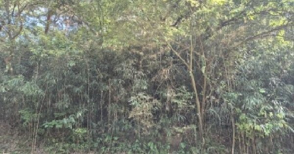 전남광주통합특별시 장성군 북일면 문암리 산12  임야 경매 물건 이미지