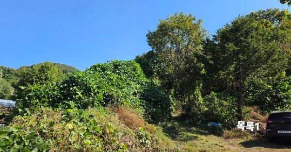경기도 양평군 옥천면 신복리 산114  임야 경매 물건 이미지