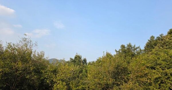 경기도 양평군 양평읍 도곡리 507-16  임야 경매 물건 이미지