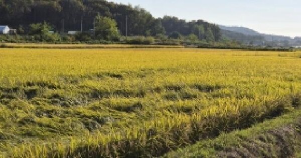 경기도 파주시 적성면 자장리 615  답 경매 물건 이미지