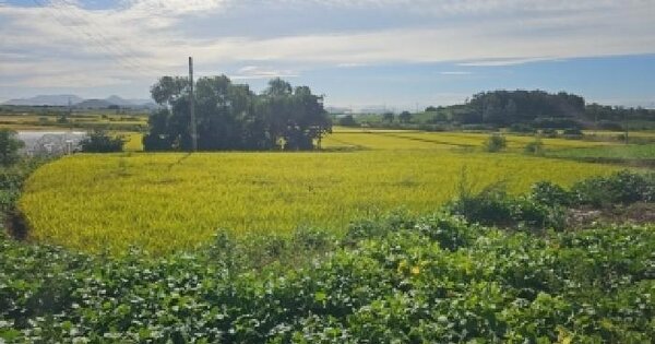 전남광주통합특별시 해남군 산이면 송천리 246-1  전 경매 물건 이미지
