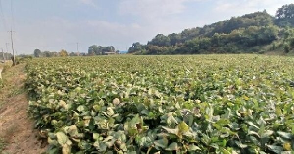 충청남도 당진시 신평면 초대리 772-48  전 경매 물건 이미지