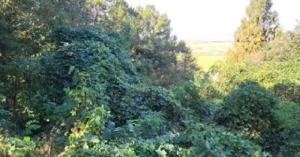 인천광역시 강화군 양사면 북성리 산154  임야 경매 물건 이미지