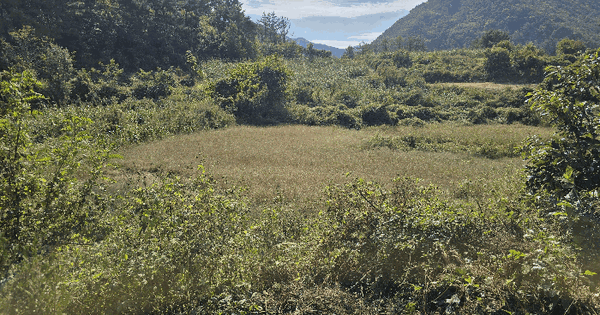 충청남도 금산군 군북면 상곡리 808  답 경매 물건 이미지