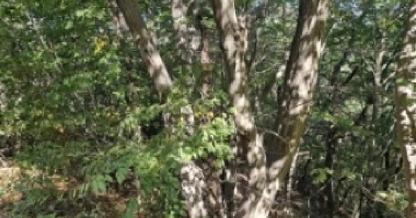 충청남도 보령시 청라면 장산리 384-9  임야 경매 물건 이미지