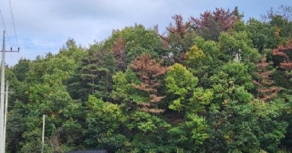 경상북도 영천시 신녕면 가천리 221  전 경매 물건 이미지