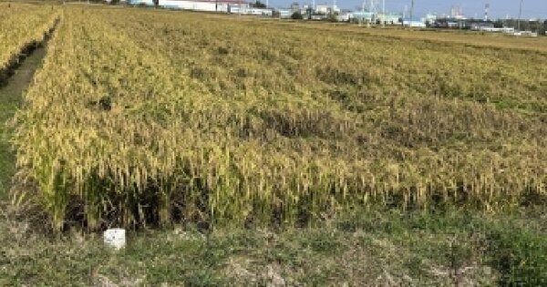 전북특별자치도 군산시 산북동 2100-1  답 경매 물건 이미지