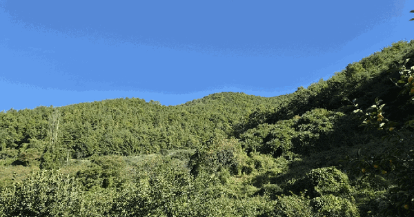 경상북도 청도군 매전면 관하리 산9-12  임야 경매 물건 이미지