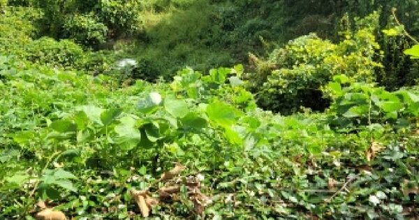 전남광주통합특별시 광양시 성황동 1126  전 경매 물건 이미지