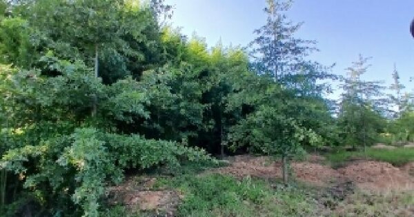 전북특별자치도 익산시 덕기동 산173-2  임야 경매 물건 이미지