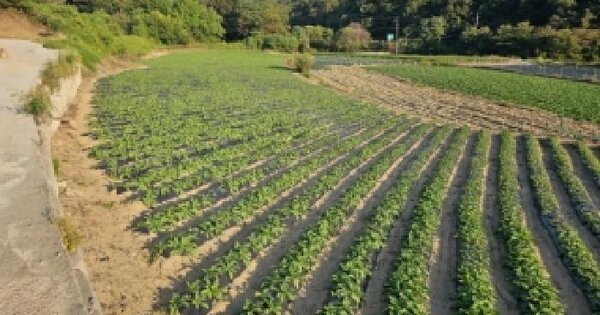 충청북도 괴산군 청천면 관평리 82  답 경매 물건 이미지