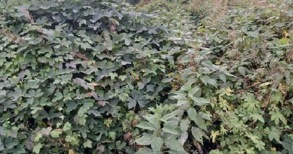 경기도 여주시 흥천면 신근리 18-49  답 경매 물건 이미지
