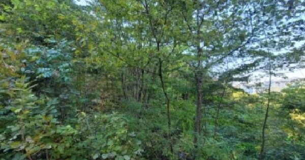 강원특별자치도 정선군 신동읍 고성리 42-16  전 경매 물건 이미지